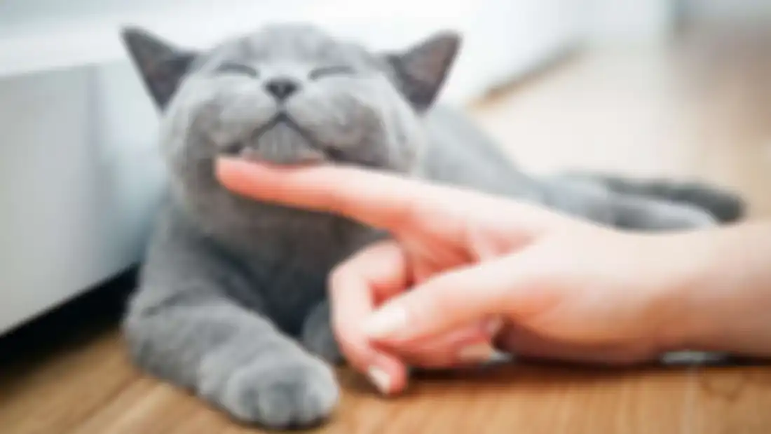 Kucing