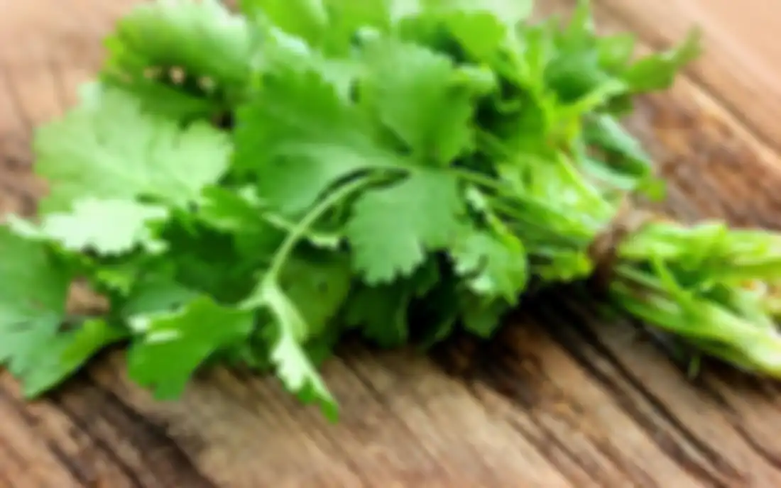 Daun ketumbar