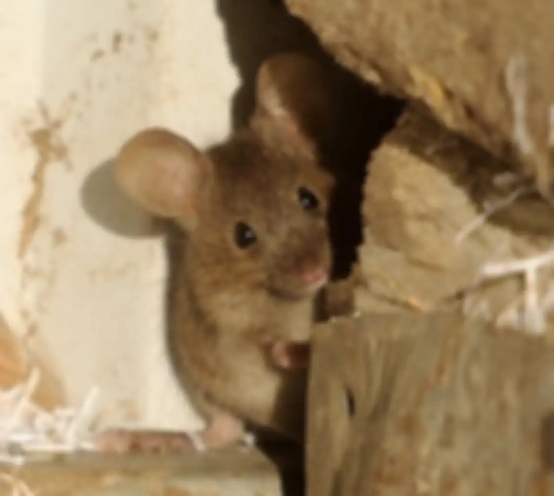 Tikus mengganggu kenyamanan aktivitas di dapur. Hama ini dibasmi pakai campuran minyak atsiri dan bahan dapur.