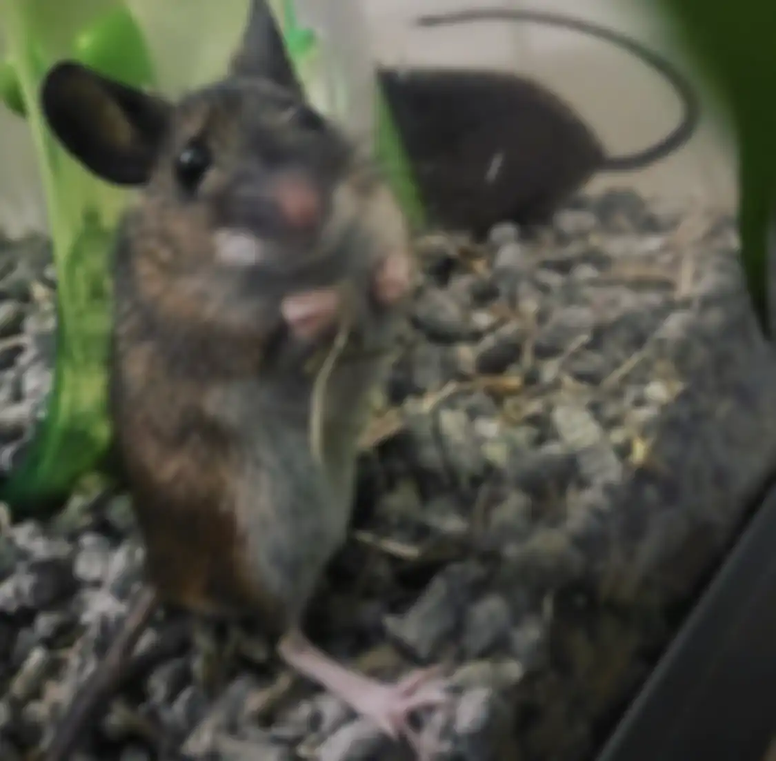 Gunakan campuran bahan-bahan alami untuk membersihkan bau kencing tikus di rumah. Dijamin ampuh.