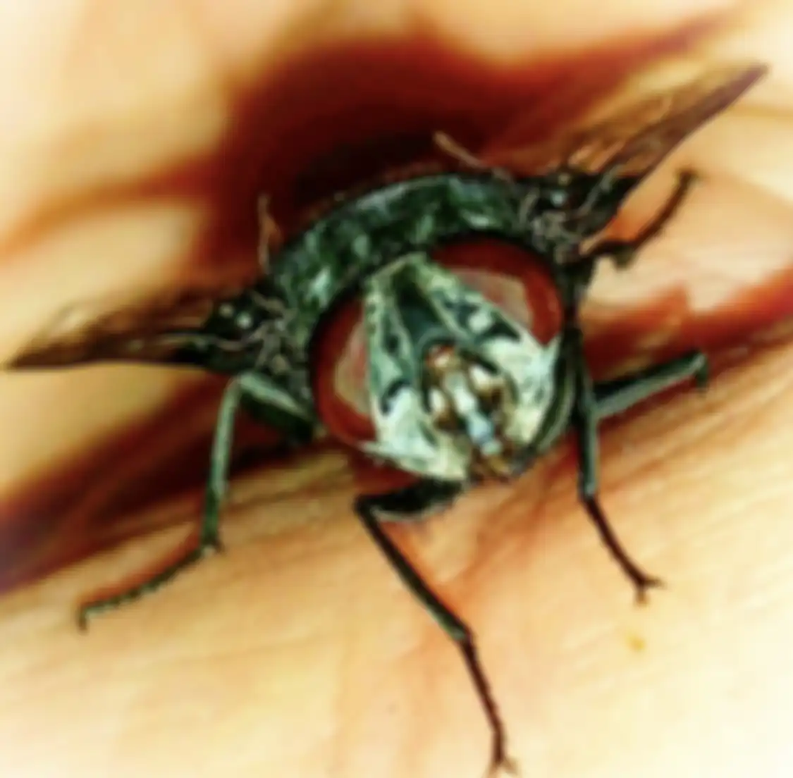 Lalat memiliki siklus hidup yang cepat. Untuk membasminya, kita perlu tahu trik jitu ini.