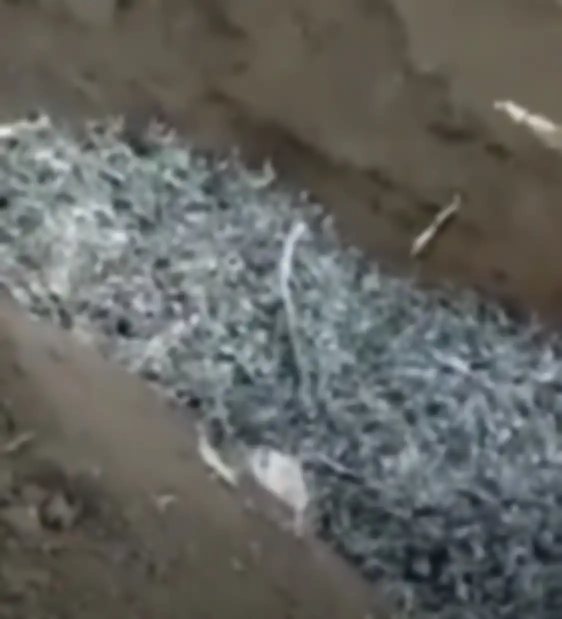 Foto ribuan burung pipit berjatuhan di sebuah kuburan di Bali menuai sorotan. Terkait hal ini, ahli mengungkap fakta sebenarnya.