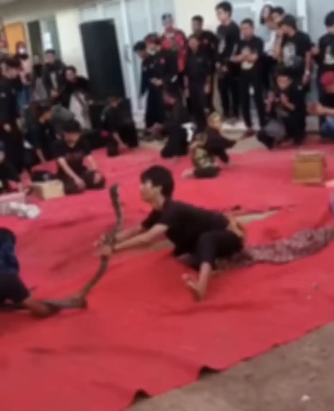 Begini deretan foto aksi Alprih Priyono pawang ular yang tewas digigit ular king cobra. Netizen sampai komentar begini.
