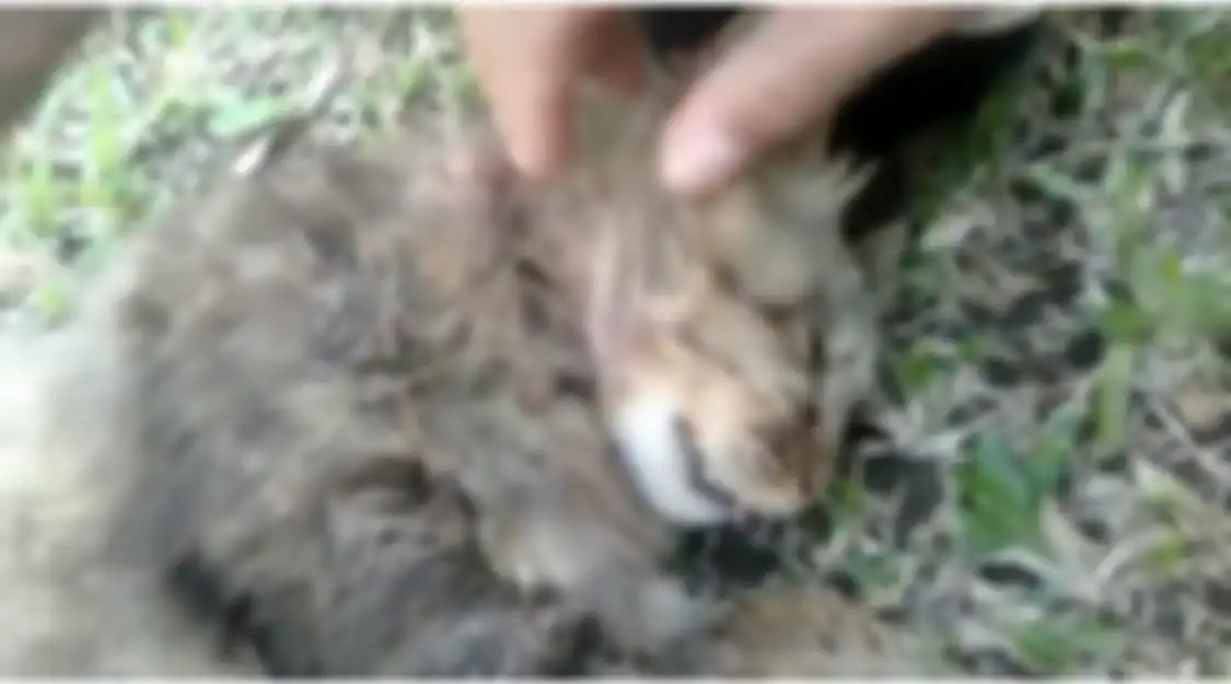 Anak buah Jenderal Andika Perkasa tembaki kucing di Sesko TNI Bandung demi alasan penting ini. Netizen terlanjur ngadu ke Panglima TNI.