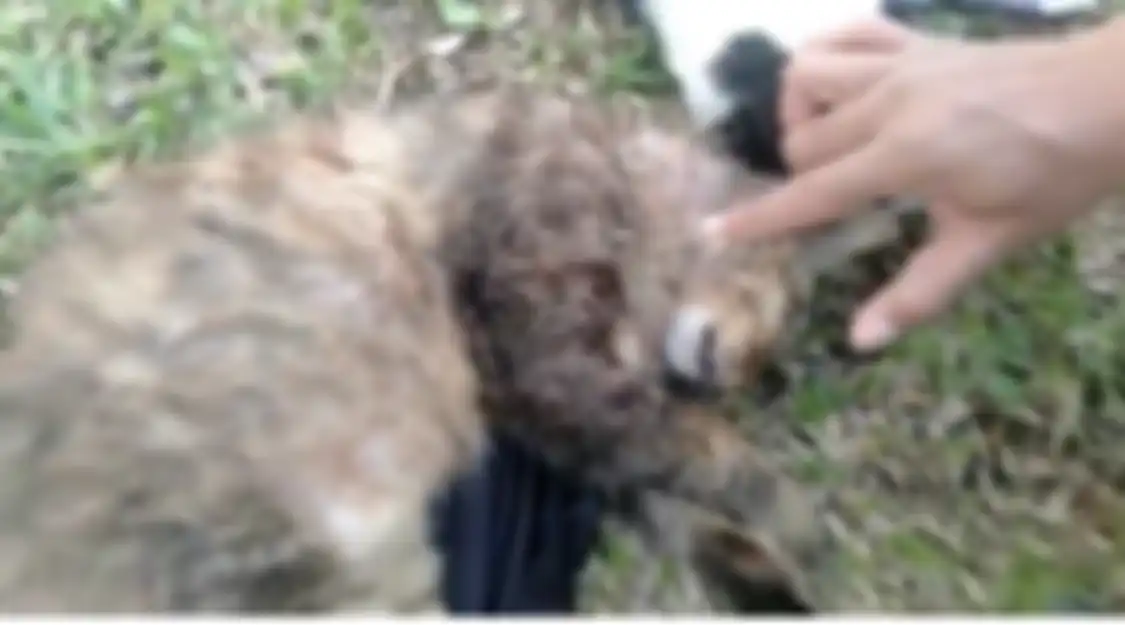 Anak buah Jenderal Andika Perkasa tembaki kucing di Sesko TNI Bandung demi alasan penting ini. Netizen terlanjur ngadu ke Panglima TNI.