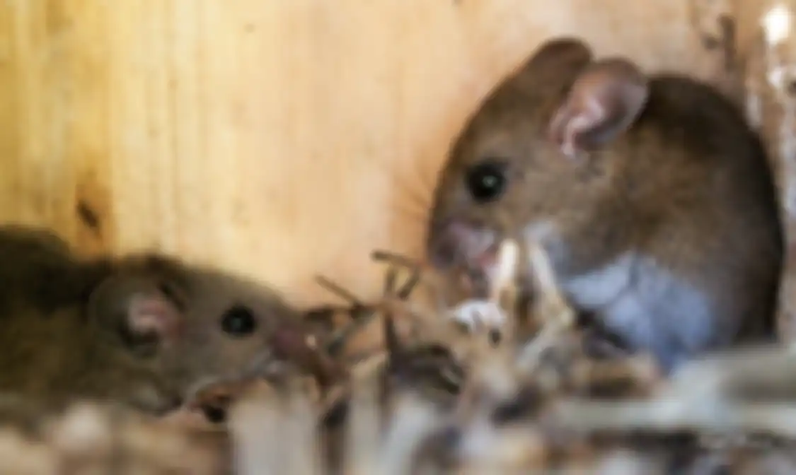 Masalah bau kencing tikus di rumah memang menyebalkan. Ini cara menghilangkannya.