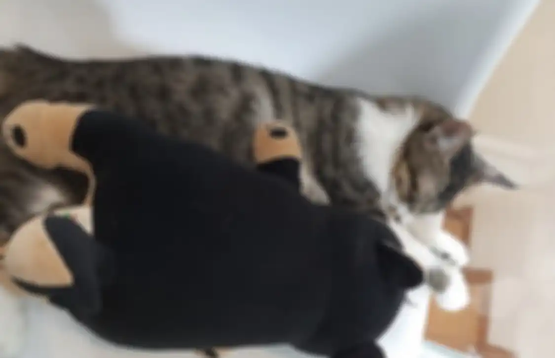 Kafe kucing yang ada di Depok menghadirkan makhluk berbulu lembut yang lucu. Begini cara dapat foto unik di temoat wisata unik ini.