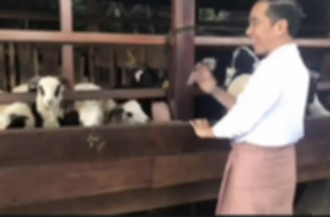 Presiden Jokowi syok saat tahu semua rahasianya bocor di Istana Merdeka gegara ini. Sang presiden sengaja unggah foto angon kambing.