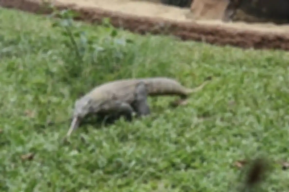 Komodo salah satu satwa langka yang menghuni Solo Safari. Begini cara memotret di tenpat wisata baru Kota Solo.