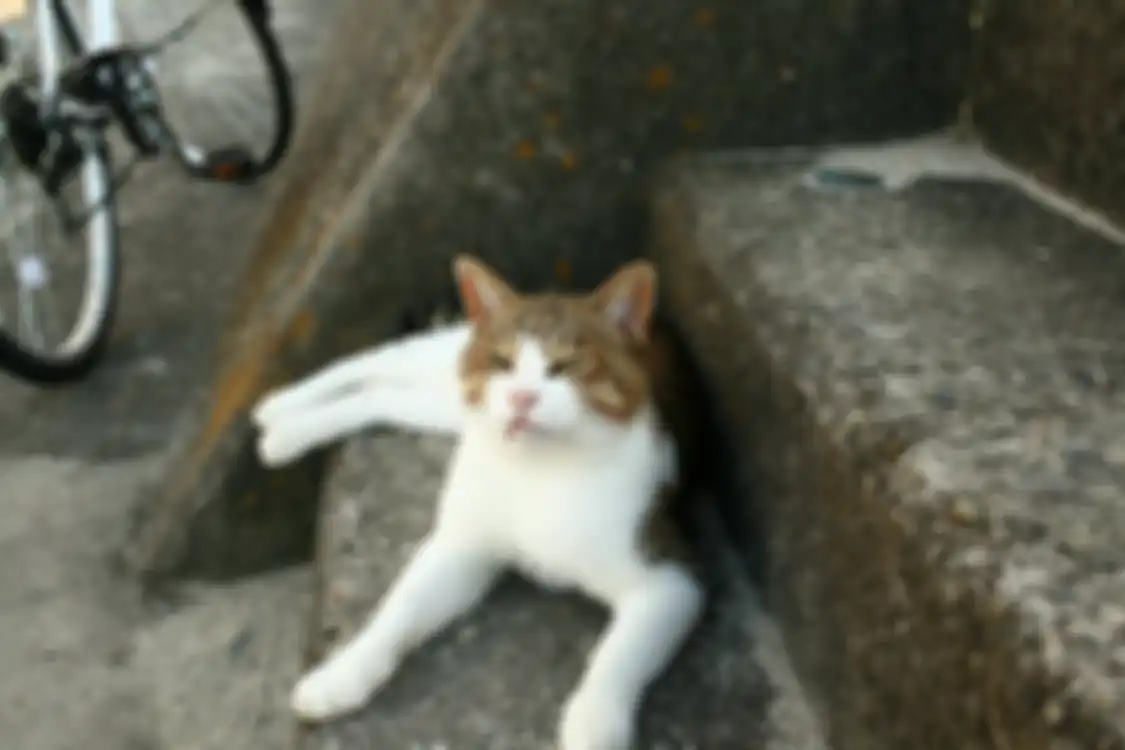 Kucing liar (ilustrasi)