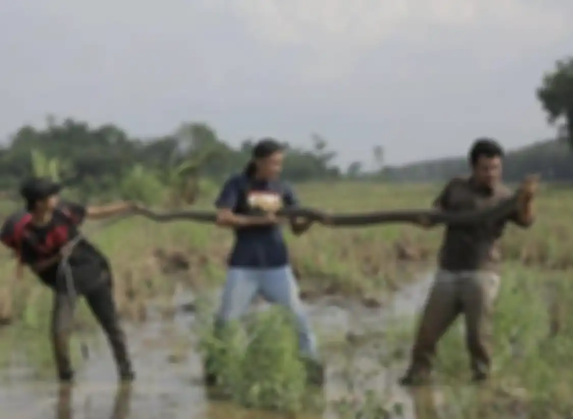Begini deretan foto aksi Alprih Priyono pawang ular yang tewas digigit ular king cobra. Netizen sampai komentar begini.