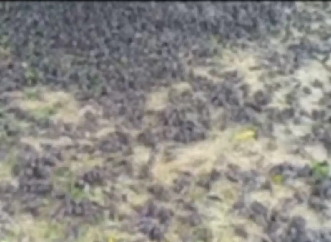 Foto ribuan burung pipit berjatuhan di sebuah kuburan di Bali menuai sorotan. Terkait hal ini, ahli mengungkap fakta sebenarnya.