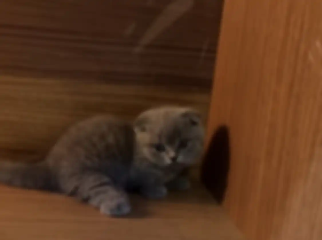 Kucing Gisel baru melahirkan anak-anak berbulu yang bikin gemas. Pantas Gempi makin betah tinggal di rumah.