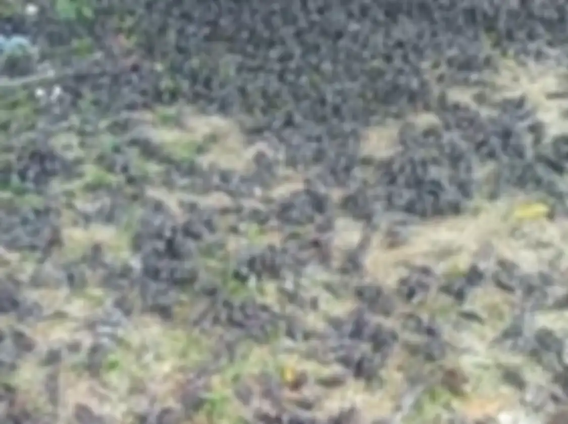 Foto ribuan burung pipit berjatuhan di sebuah kuburan di Bali menuai sorotan. Terkait hal ini, ahli mengungkap fakta sebenarnya.