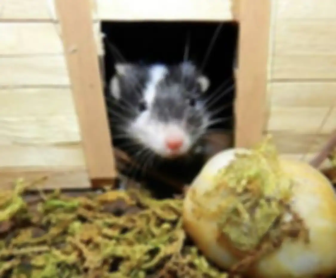 Jangan pusing, ini cara jitu menghilangkan bau kencing tikus di rumah.