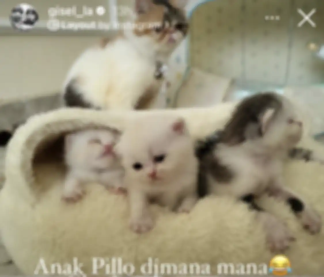 Micin kucing Gisel berhasil menyabet penghargaan saat ikut kontes. Akibatnya, Gempi merasa bangga kucingnya jadi juara.