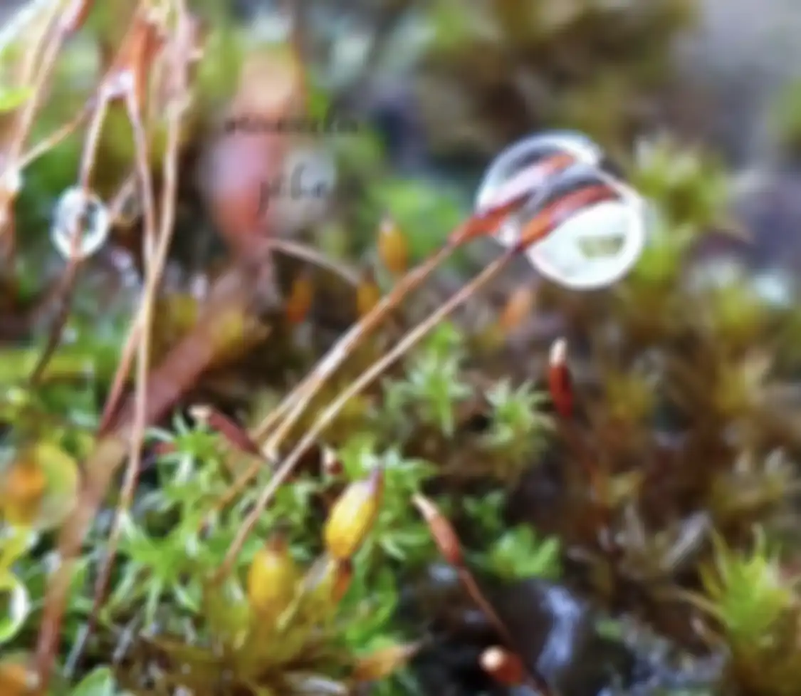 Begini cara foto close up buat para pemula. Ternyata triknya mudah aja kok. Yuk, kita coba dari sendiri dari sekarang.