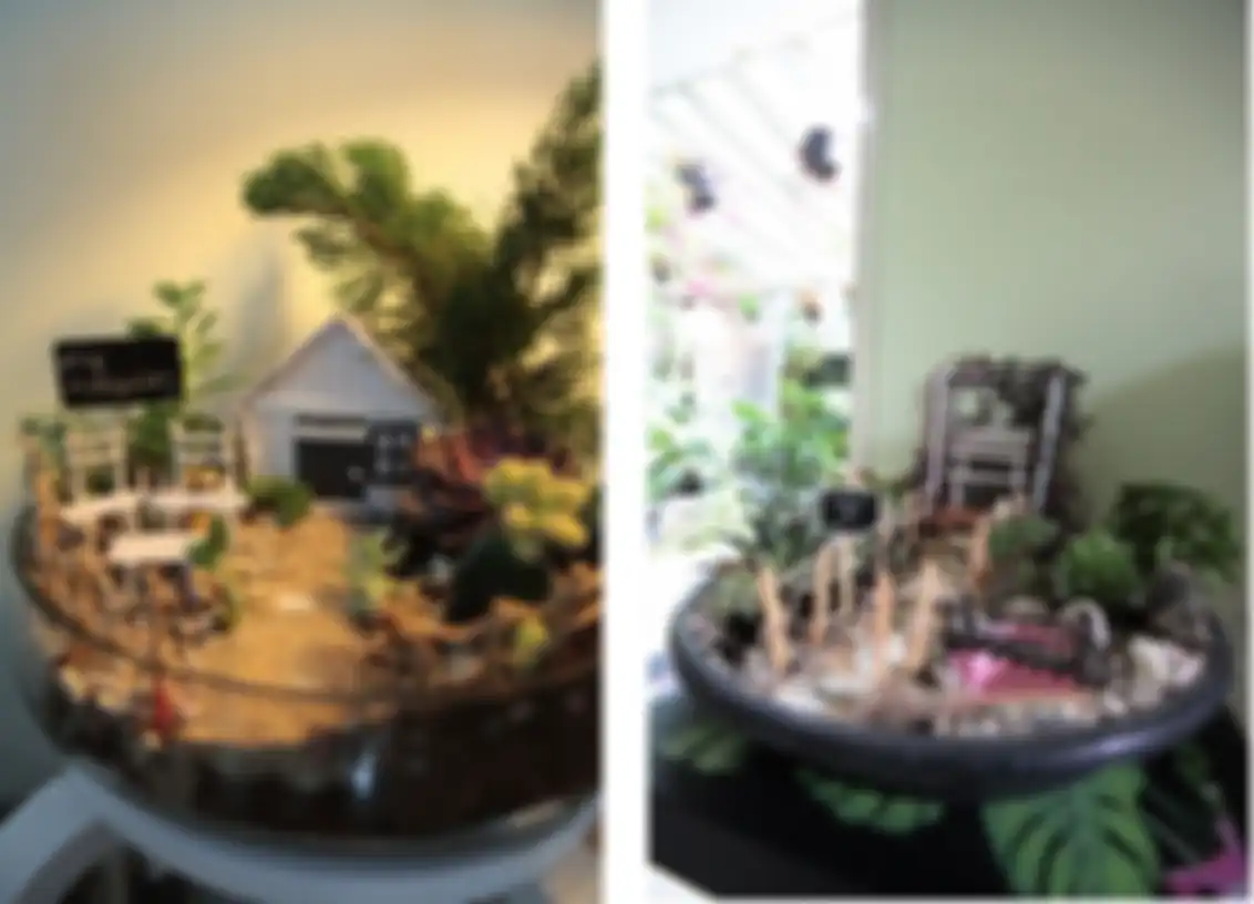 Taman sukulen portabel di sudut rumah.