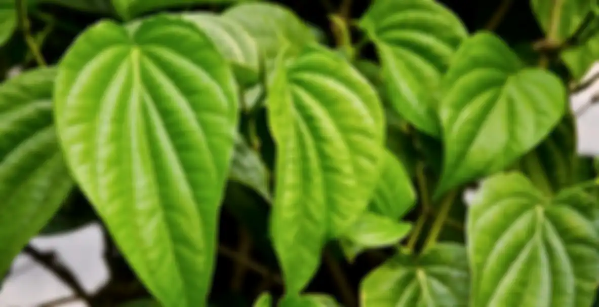 daun sirih