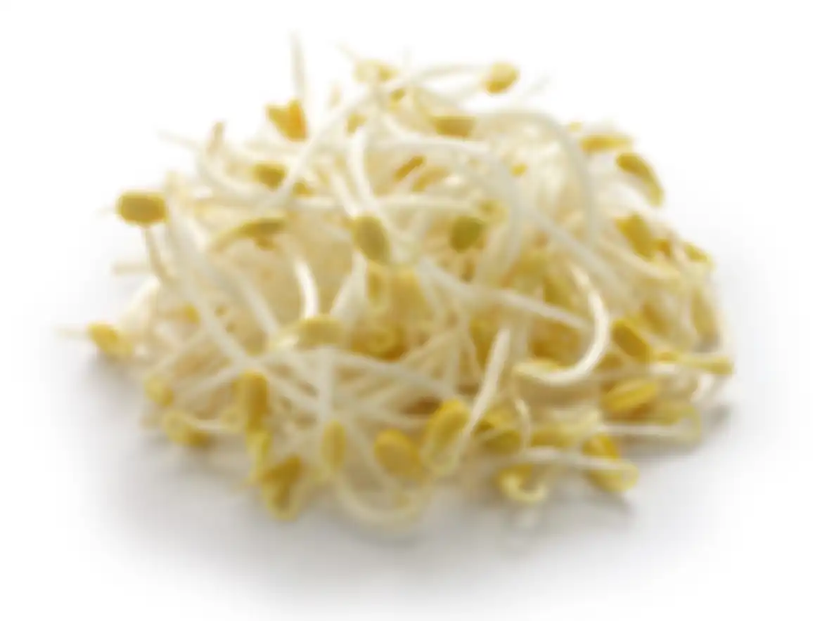 sayur kecambah