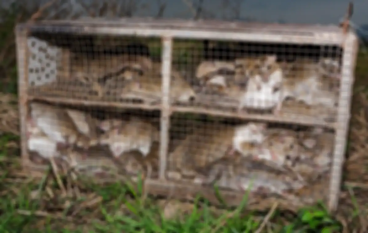 Tikus-tikus yang ditangkap di sawah. 