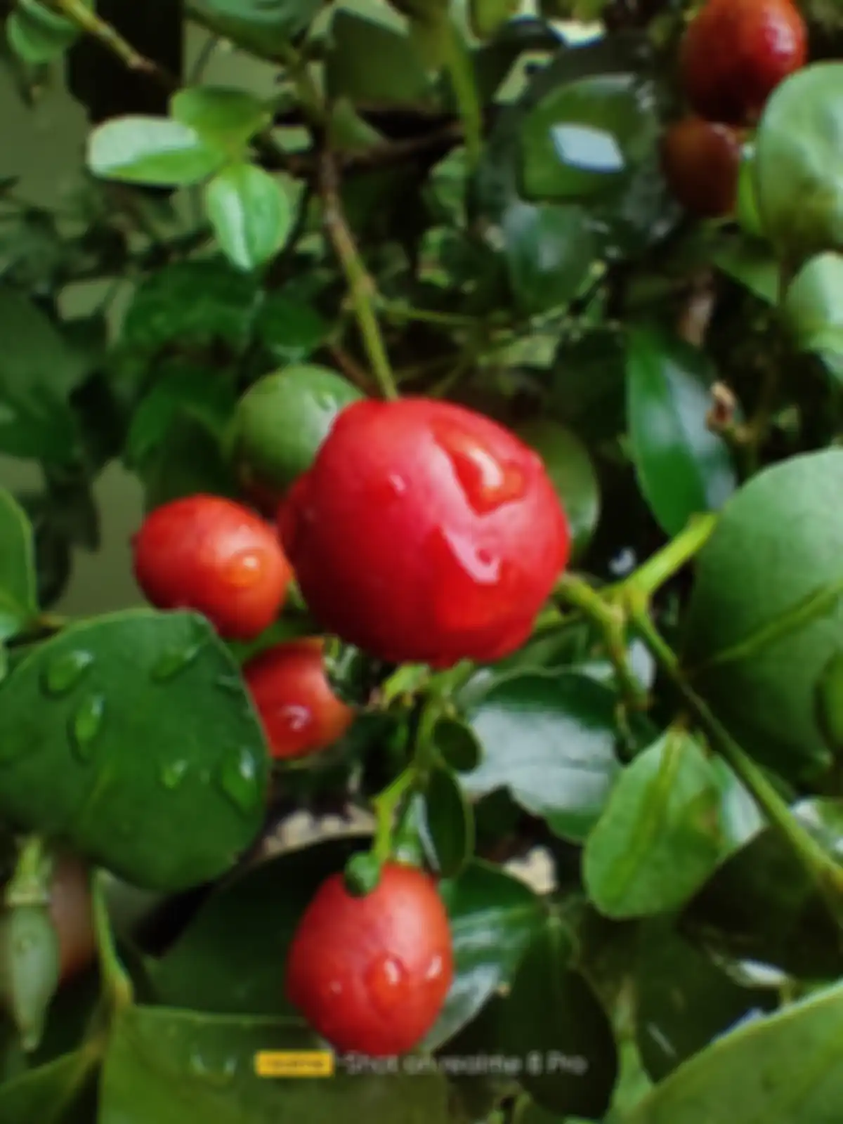 Hasil foto realme 8 pro - siang hari, makro
