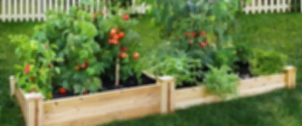 Cara sederhana berkebun di rumah. 