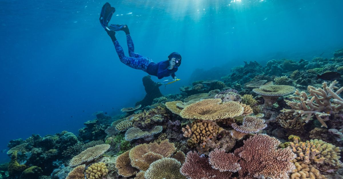 Sensus Karang di Great Barrier Reef akan menggunakan teknologi Deep Learning dari Dell