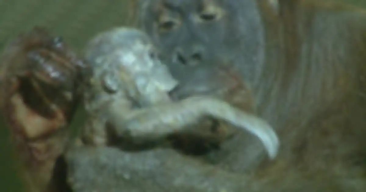 Pertama Kalinya Terekam Kamera, Inilah Video Orangutan Sedang Melahirkan!