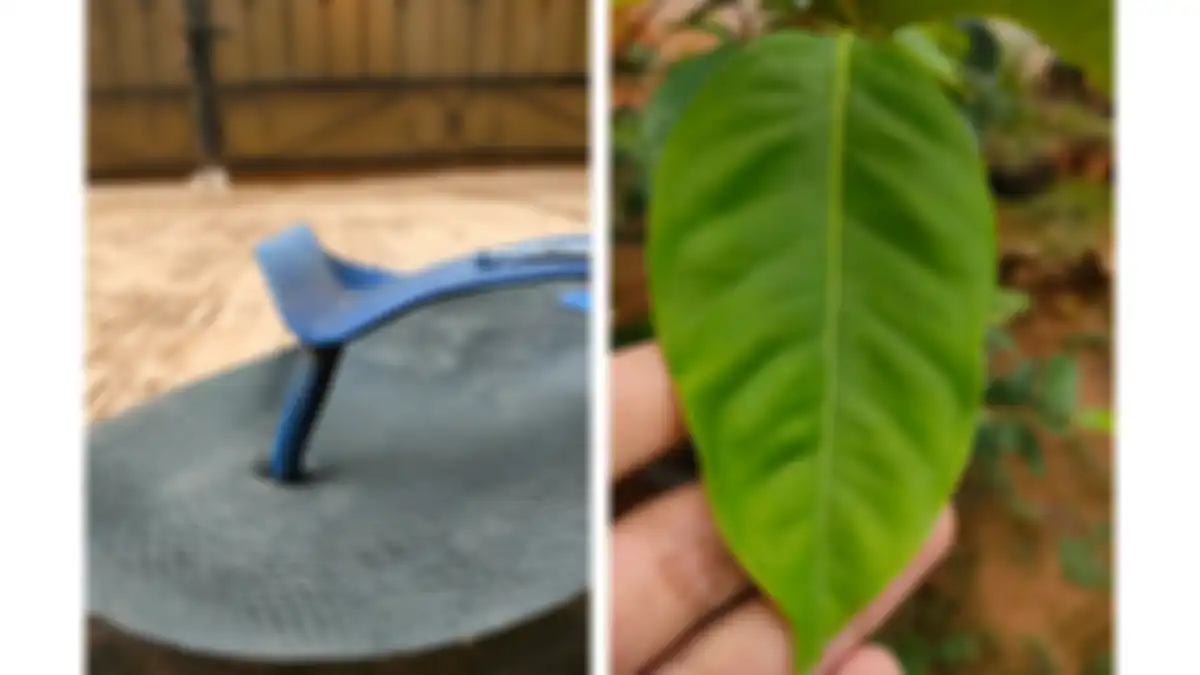Hasil Foto makro OPPO Reno6