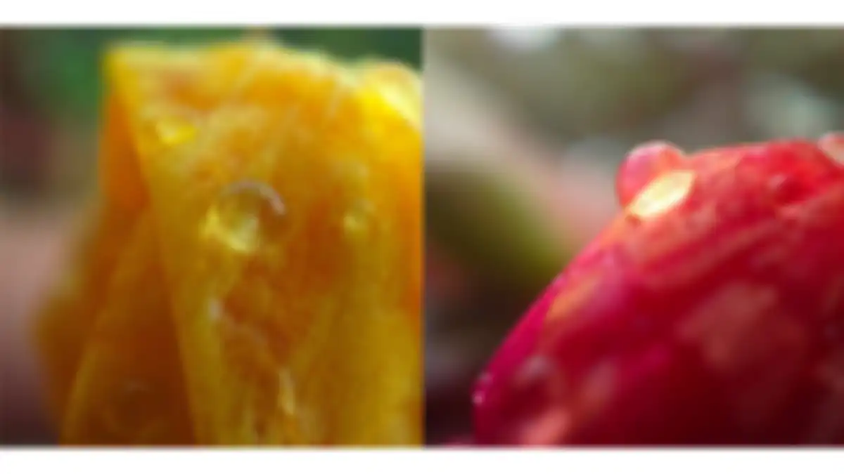Hasil foto microlens OPPO Reno7