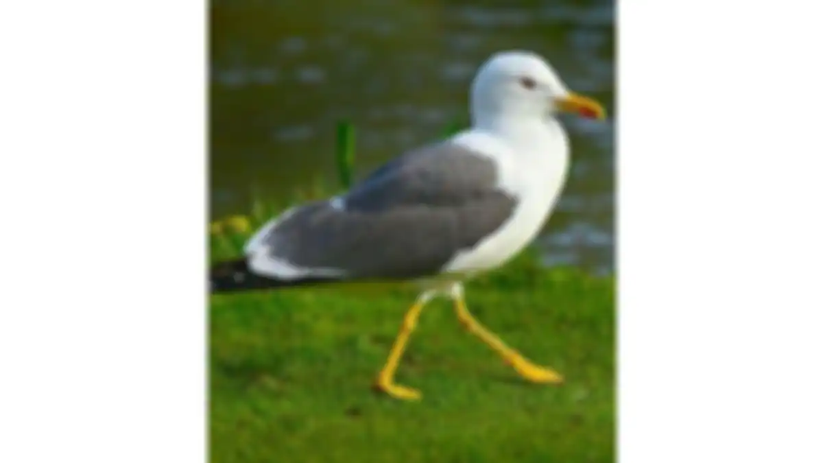 Ilustrasi burung camar