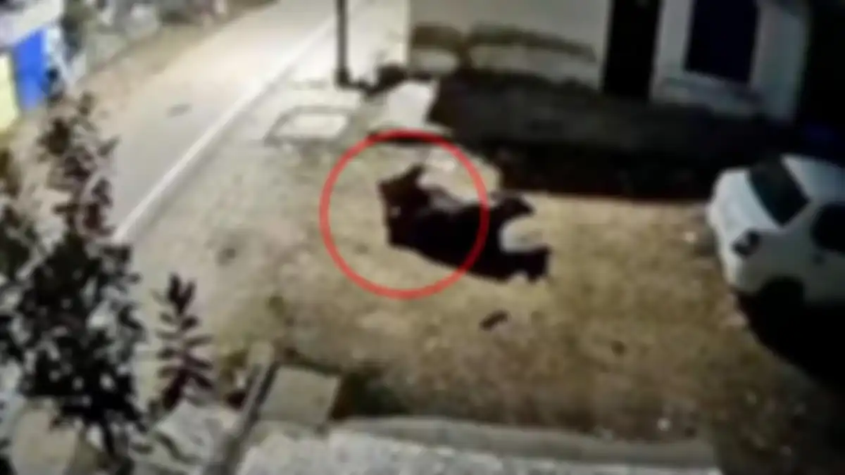 Seorang pria terekam CCTV memperkosa seekor sapi