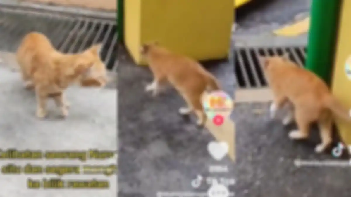 Kucing datang ke rumah sakit minta bantuan.