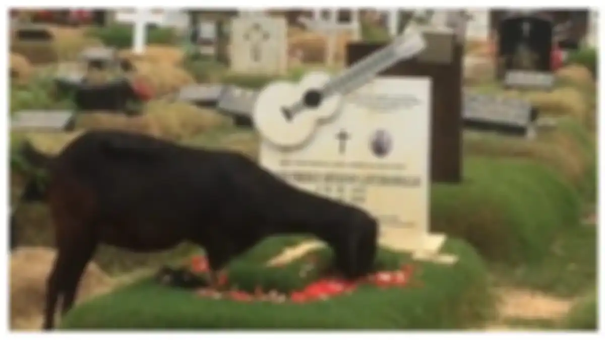 Kambing warna hitam tengah asik makan bunga tabur di atas makam Glenn Fredly. 
