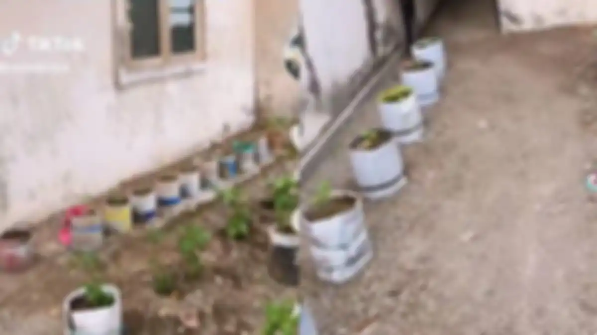 Tampak dari depan rumah wanita ini disulap jadi kebun cabai oleh tetangganya 