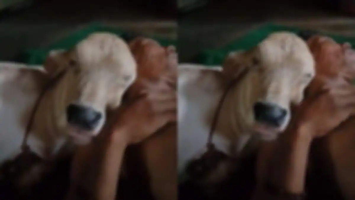 Tingkah sapi manja viral di TikTok.