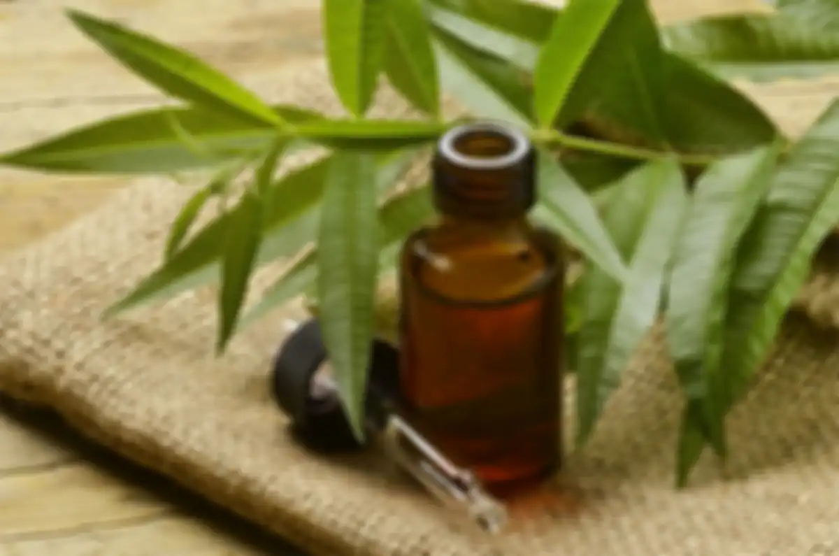 minyak tea tree
