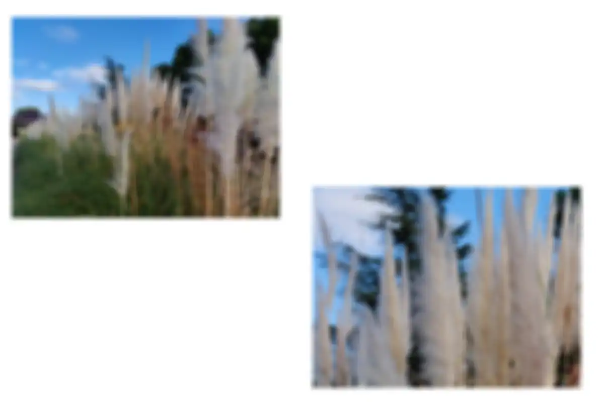 Contoh foto Mi CC9 Pro