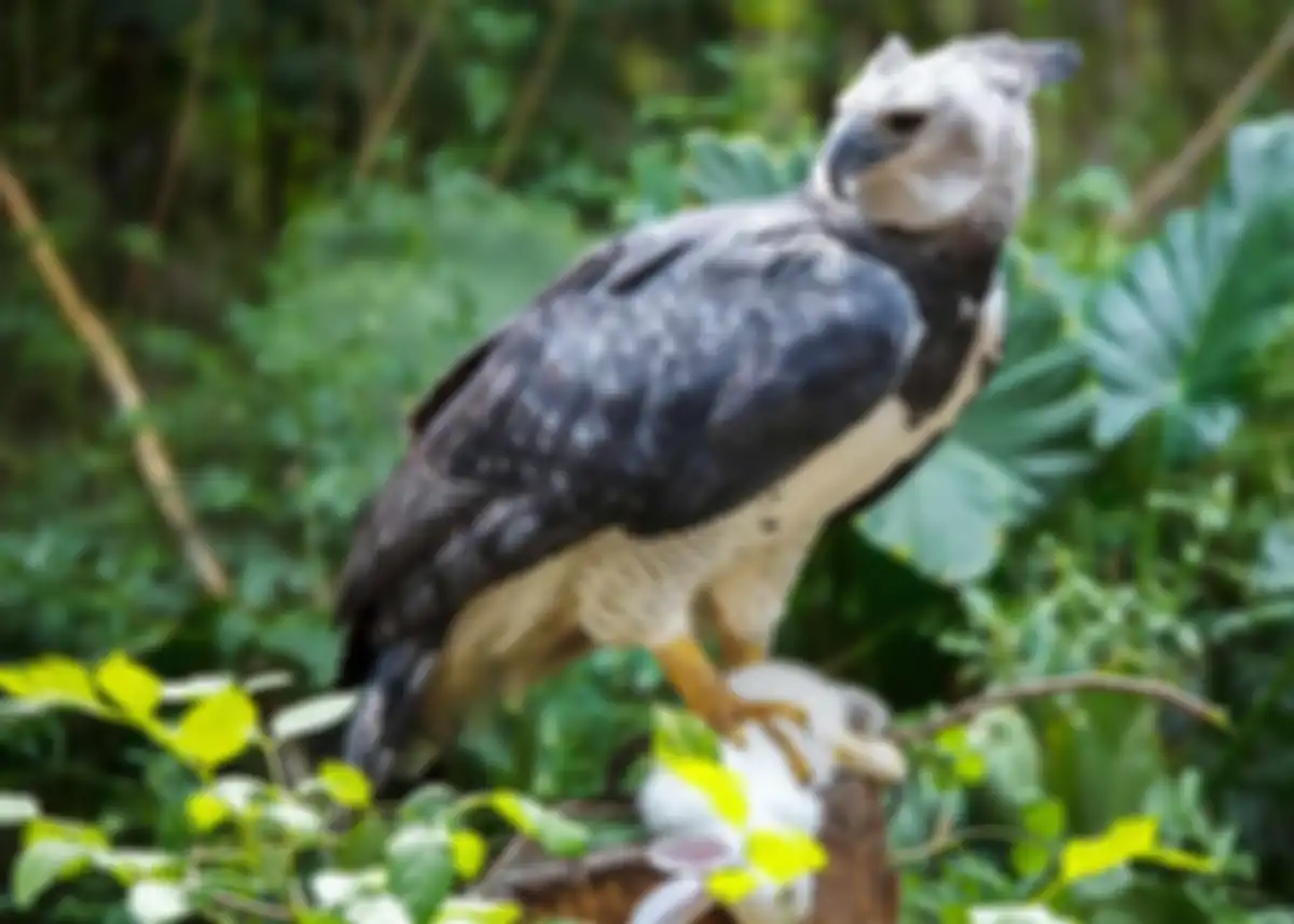 Elang harpy Amerika 