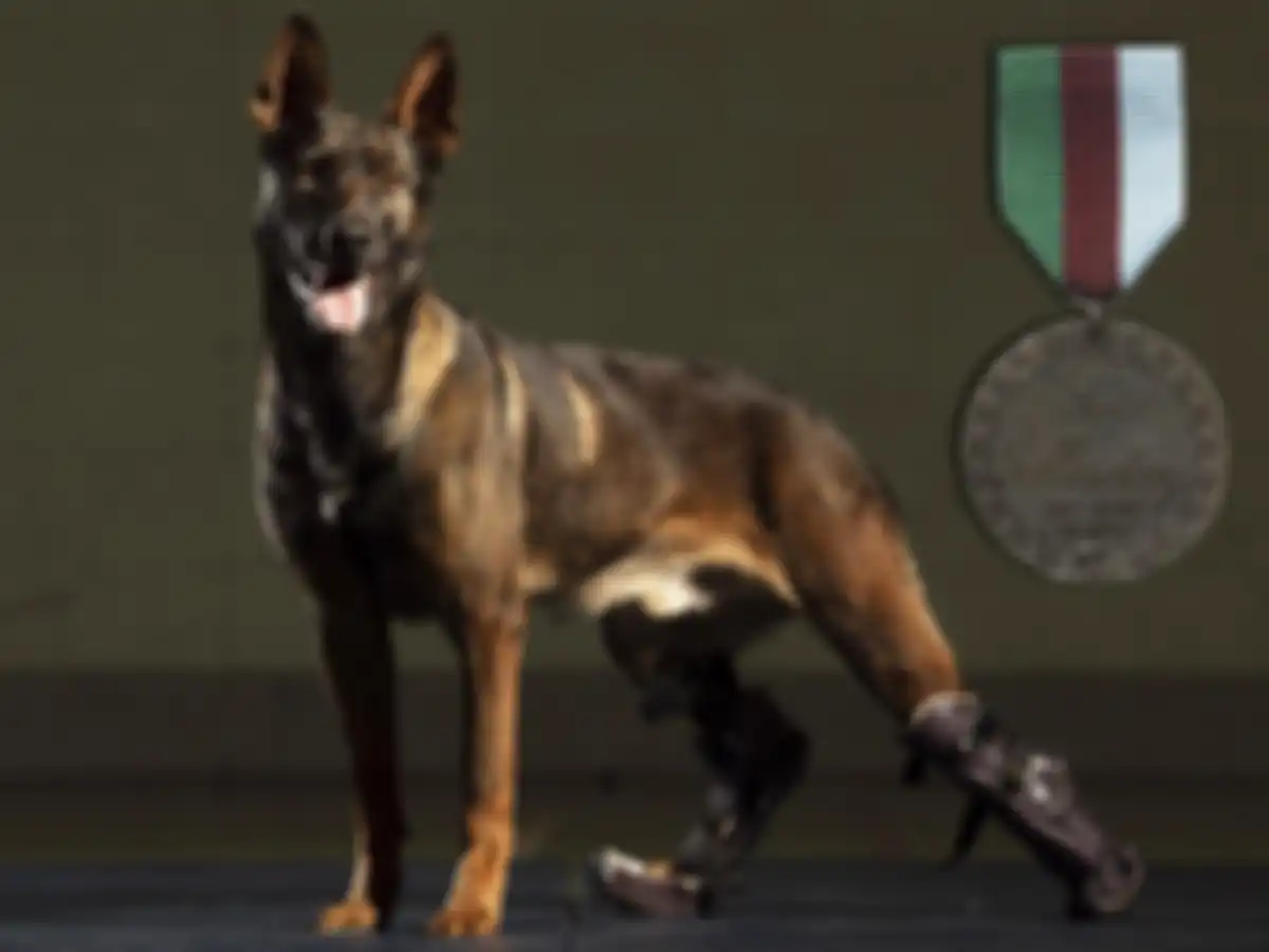 Kuno, anjing pekerja militer Inggris, pertaruhkan nyawa hingga harus kehilangan kaki.