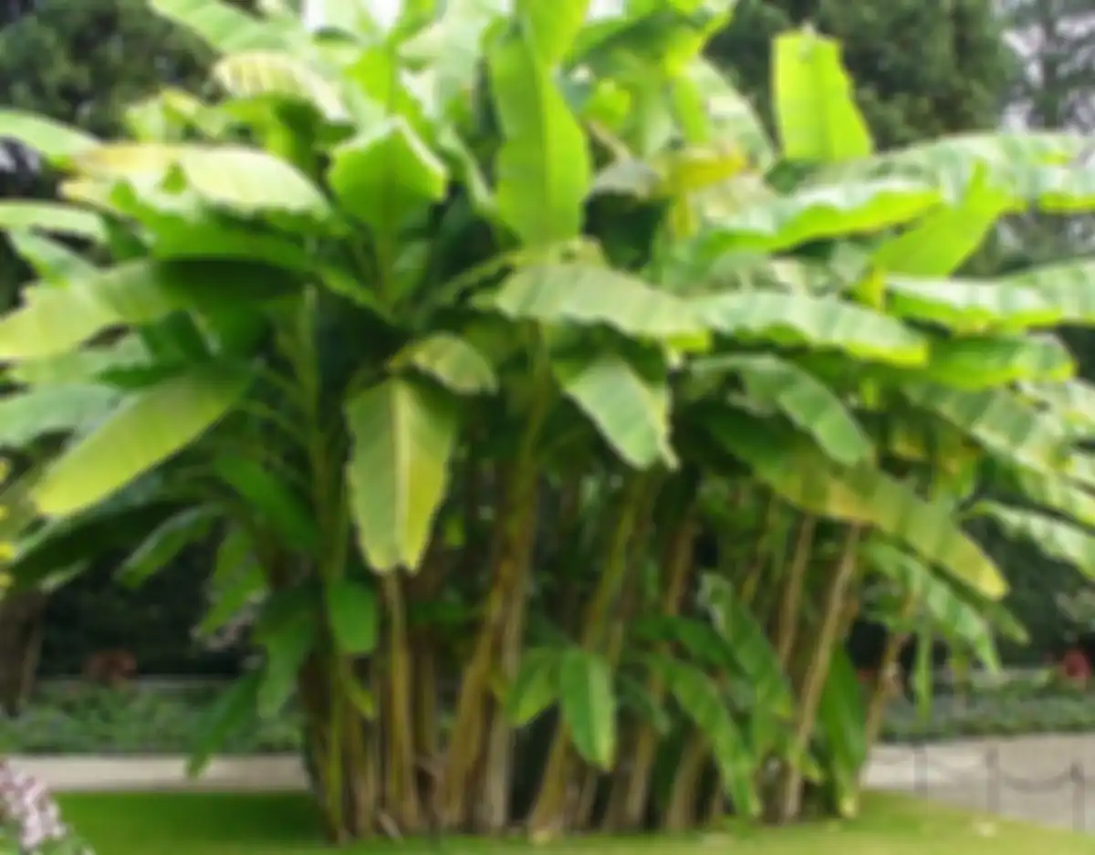 Pohon pisang ciri tumbuhan yang berkembang biak dengan cara tunas beserta contohnya. 