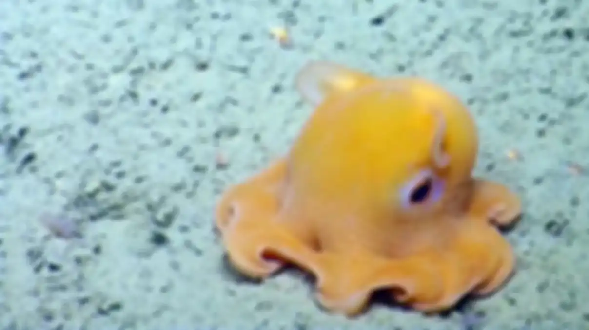 Gurita dumbo