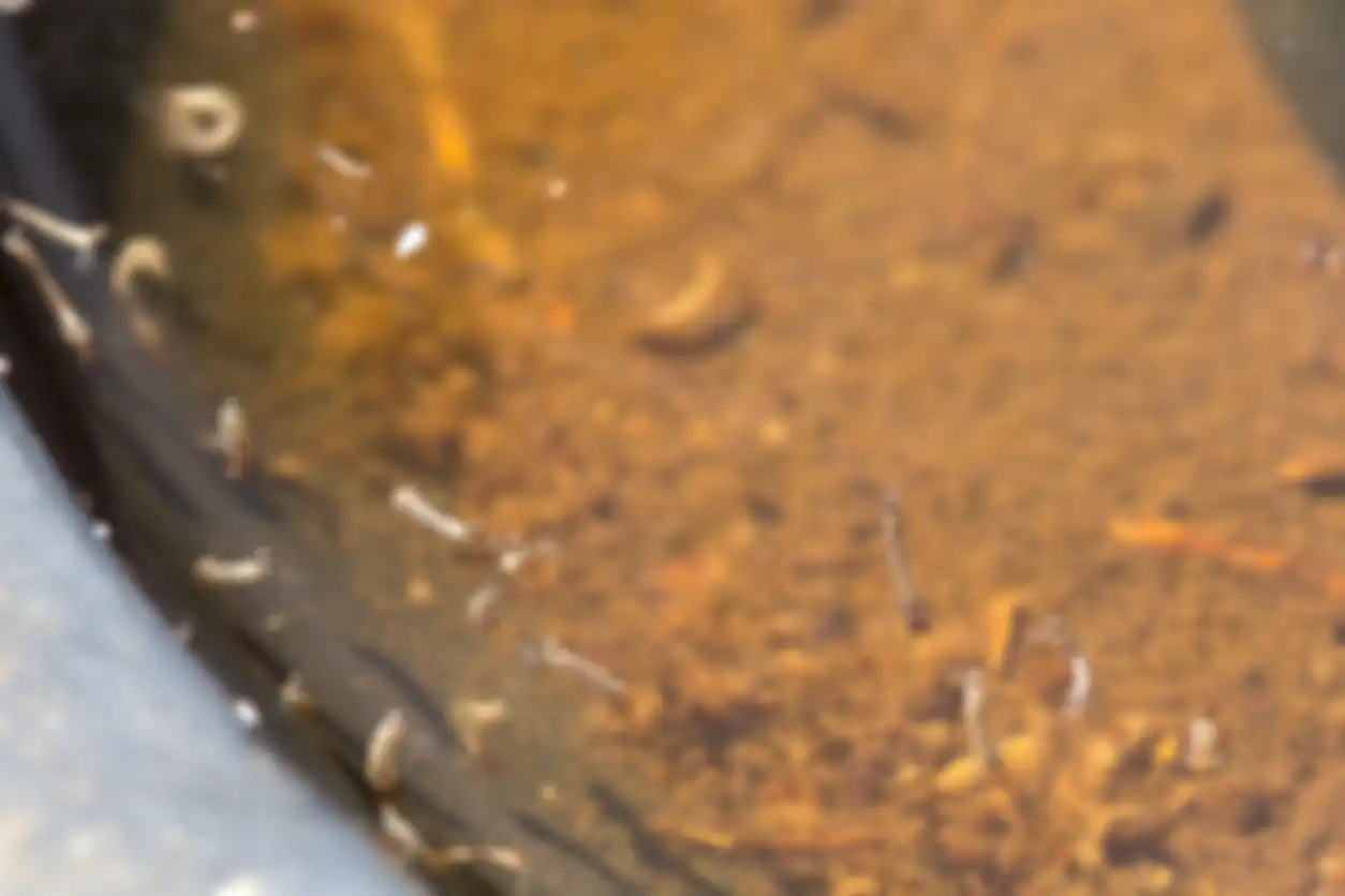 Larva nyamuk di dalam air kotor