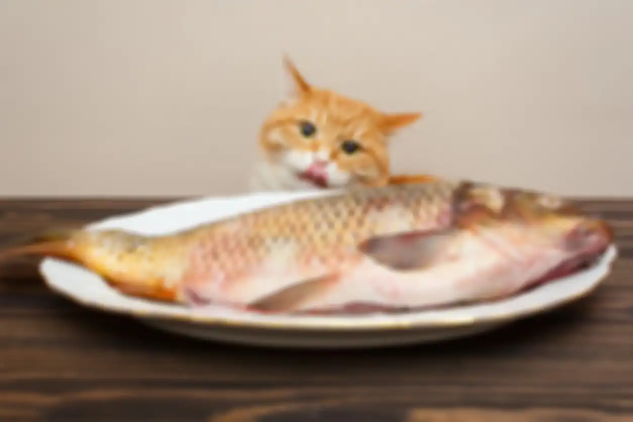 ilustrasi kucing makan ikan segar