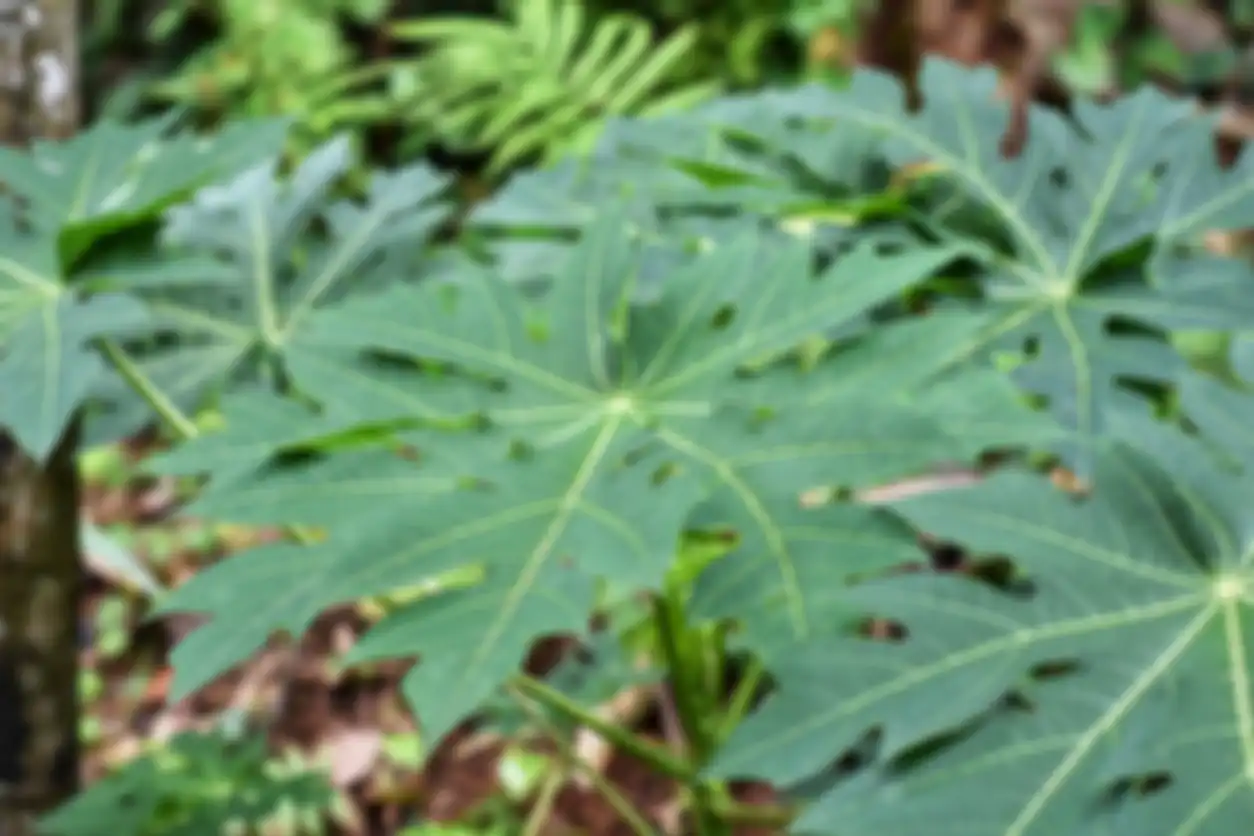 daun pepaya