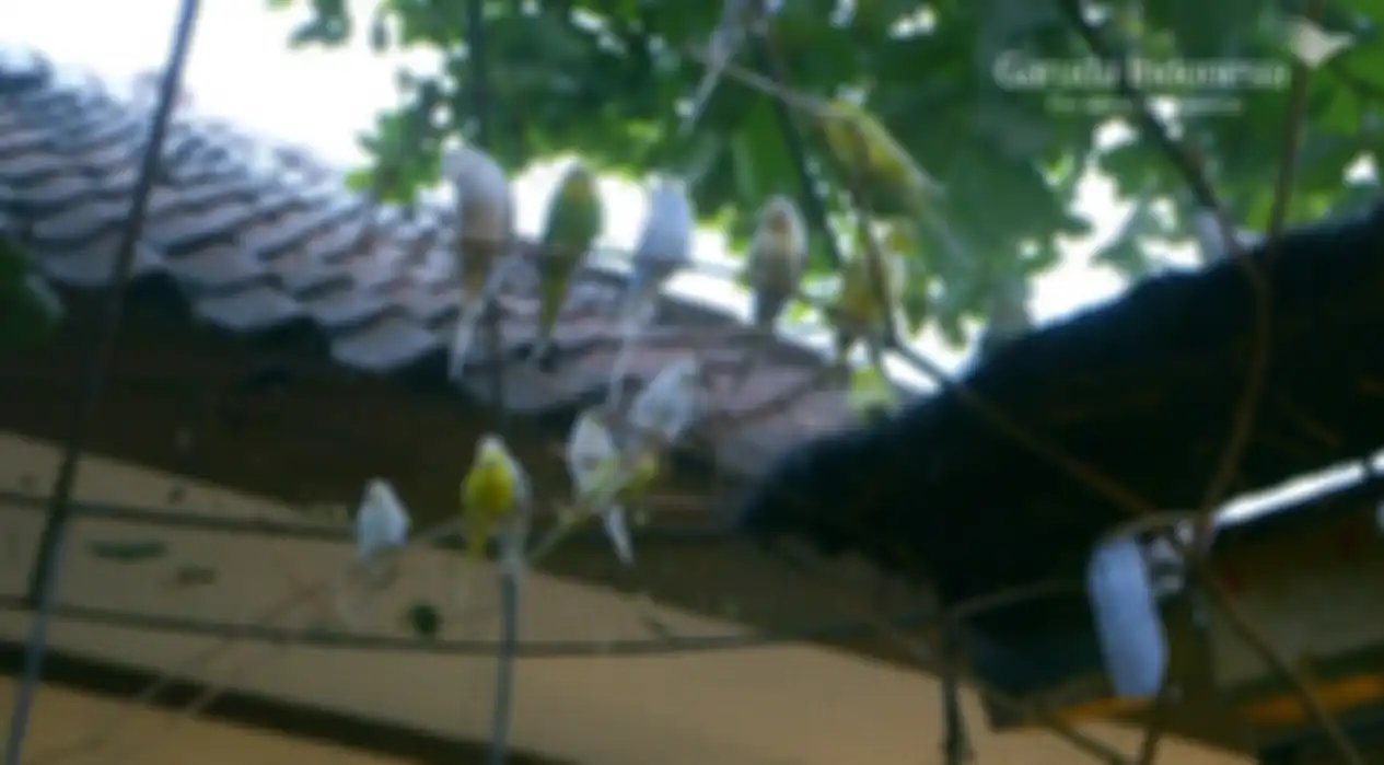 Kicauan burung sering meramaikan rumah Maudy