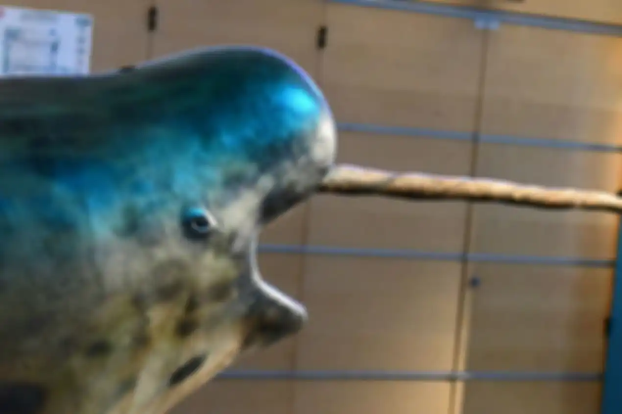 Paus Narwhal (National dHistoire Naturelle, Paris, Perancis).