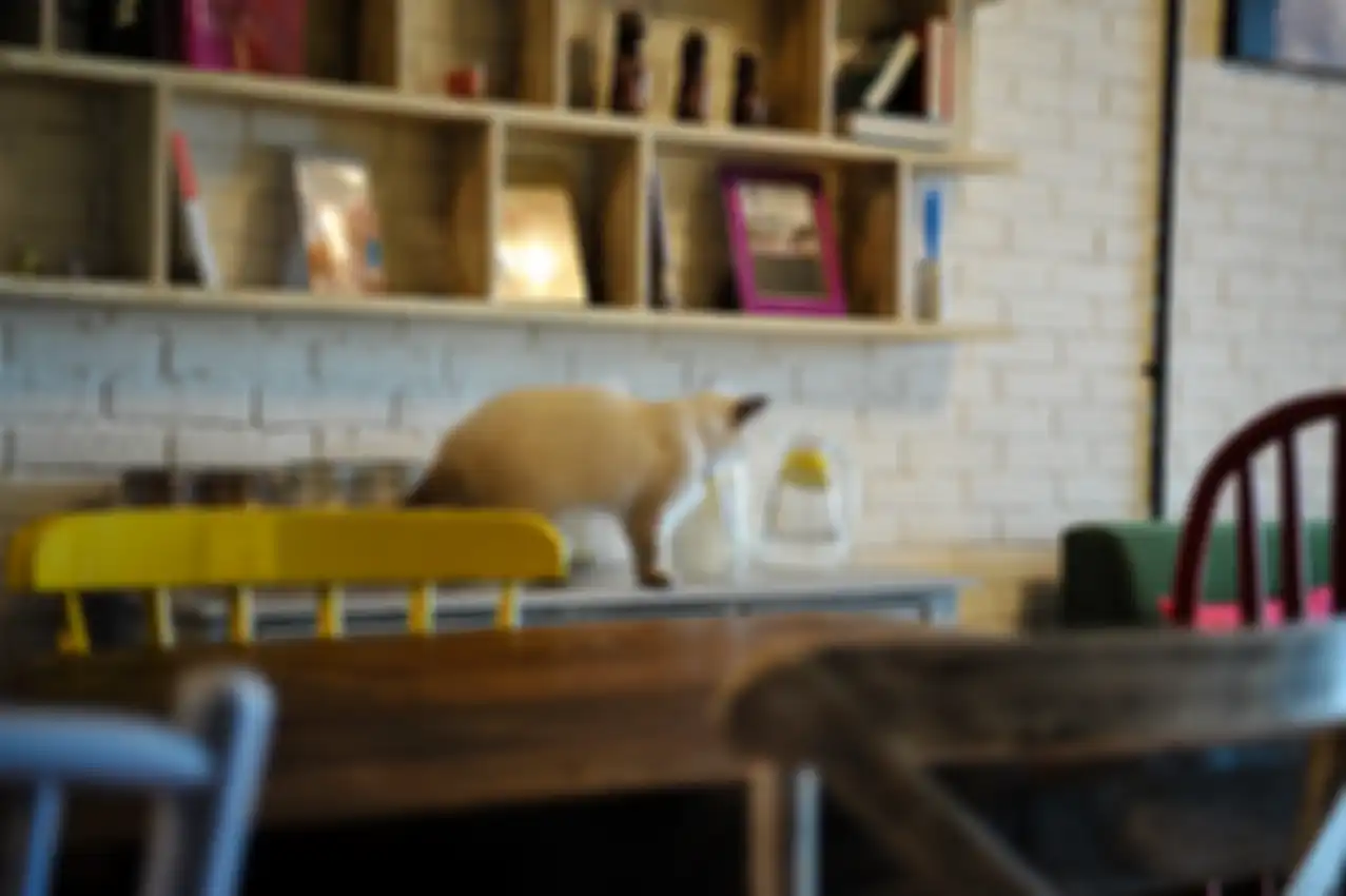 The Cat Cabin
