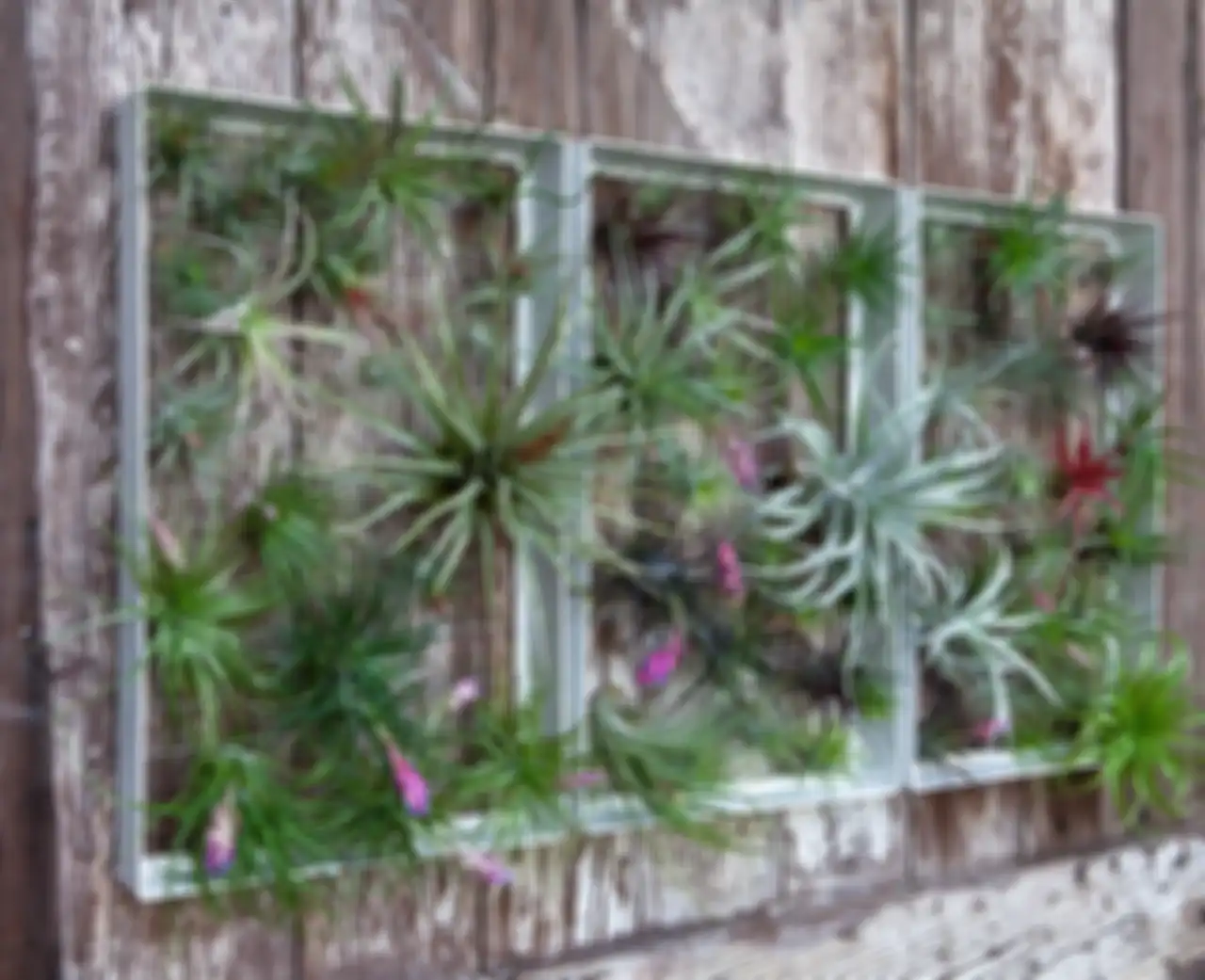 tillandsia